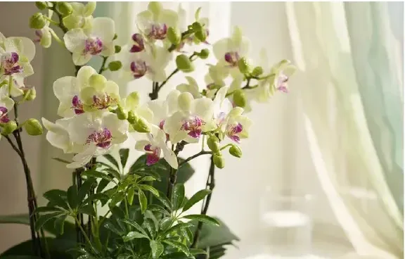Green Bear Orchid