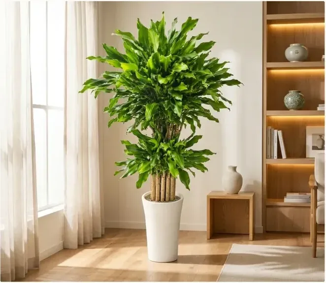 Golden Lucky Bamboo A
