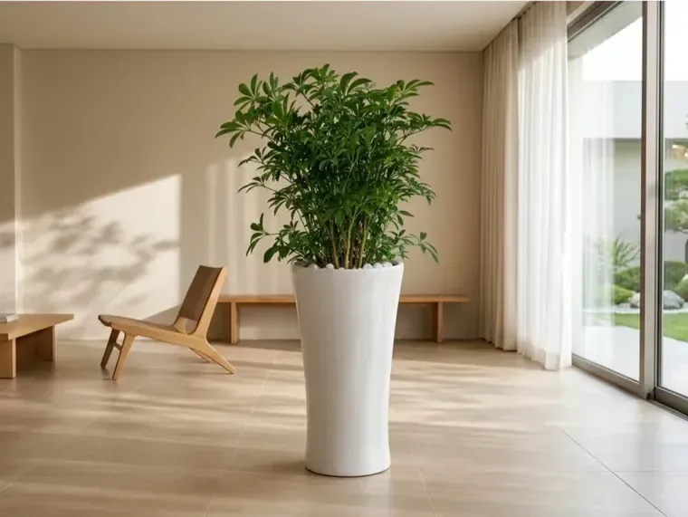 Dwarf Umbrella Tree (Schefflera)