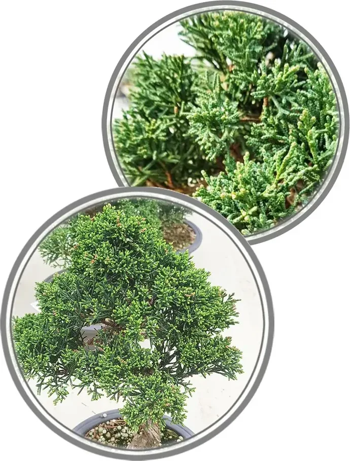 Shimpaku Juniper Bonsai