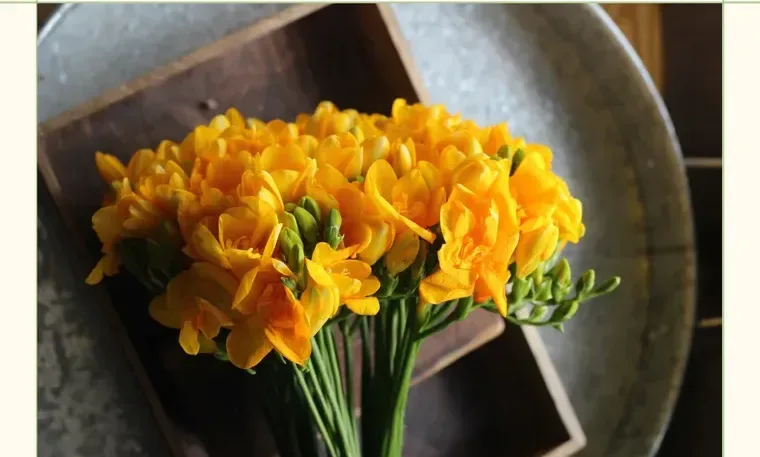 Freesia