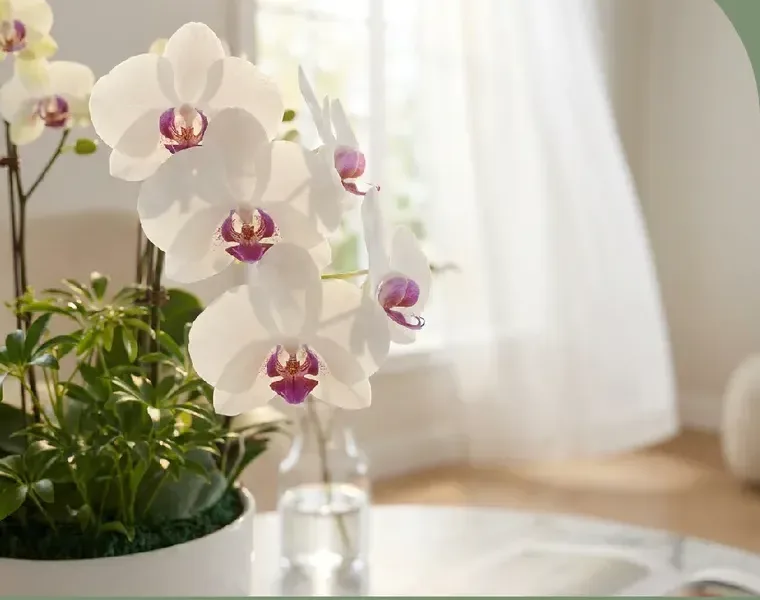 Green Bear Orchid