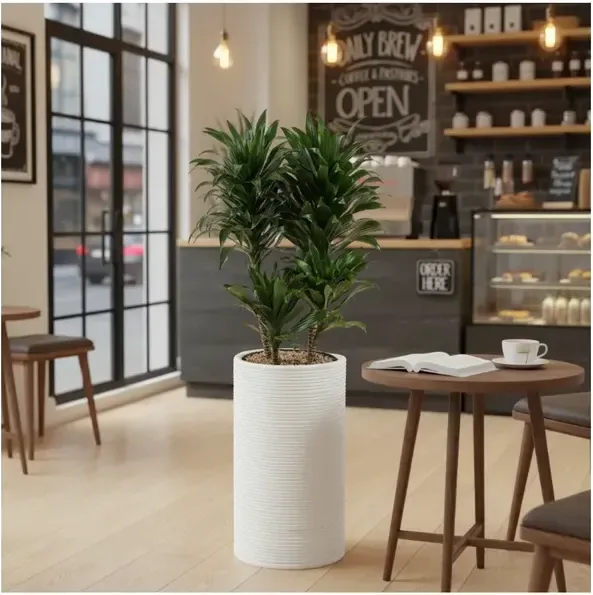 Dracaena Compacta