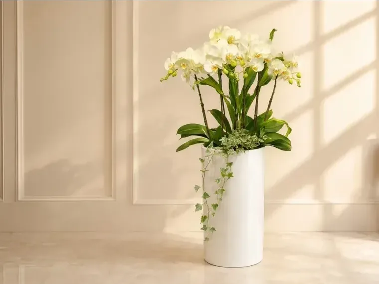 Phalaenopsis Orchid 170