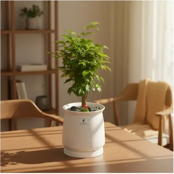 China Doll Plant (Table Size)