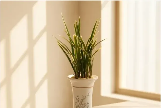 Hwangnyonggeum Cymbidium
