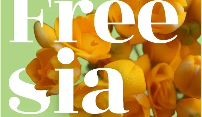 Freesia