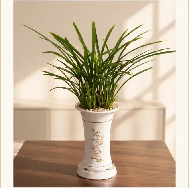 Cheolgol Sosim Cymbidium (Standard Pot)