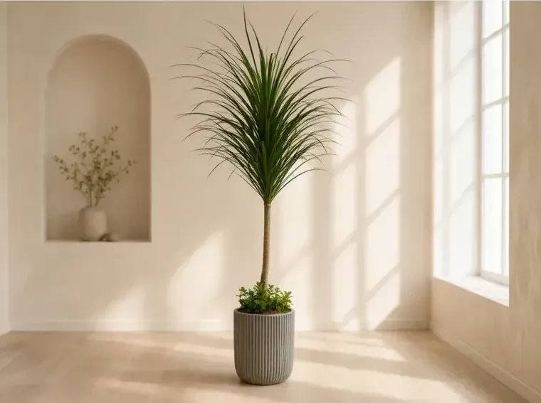 Dracaena Draco A