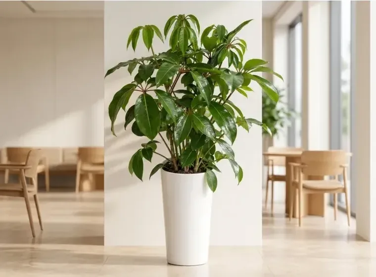 Dwarf Umbrella Tree (Large Leaf)