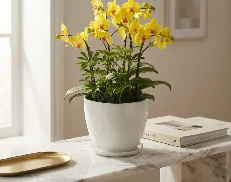 Golden King Orchid