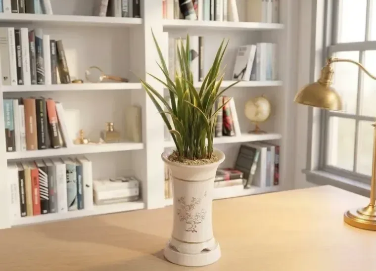 Hwangnyonggeum Cymbidium