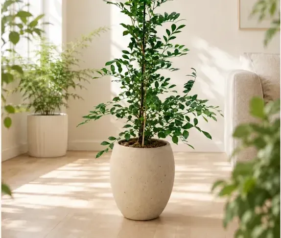 Orange Jasmine (Murraya paniculata)
