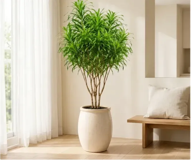 Dracaena Java A