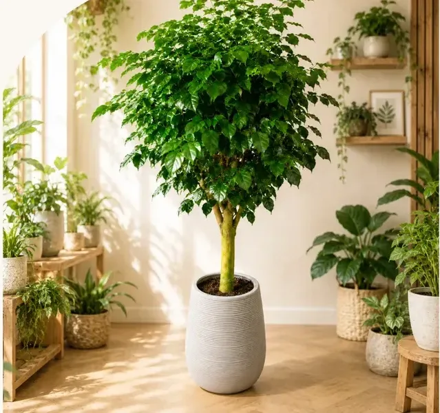 King Benjamin Fig (Ficus benjamina) A