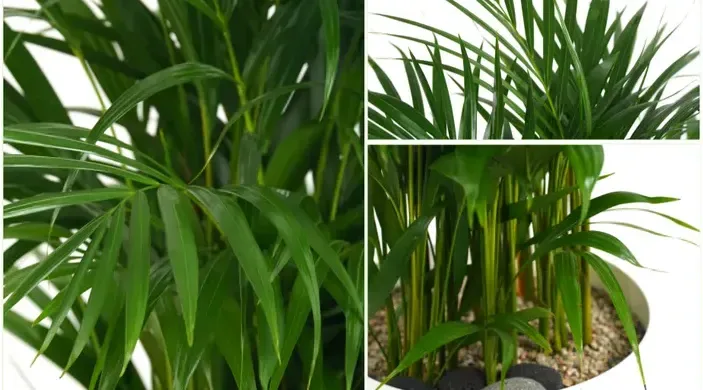 Areca Palm A