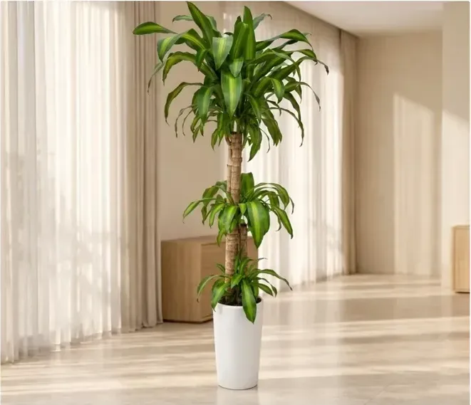 Corn Plant (Dracaena fragrans) B