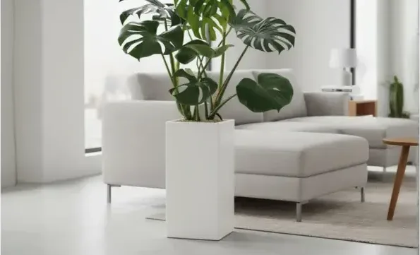 Monstera Deliciosa