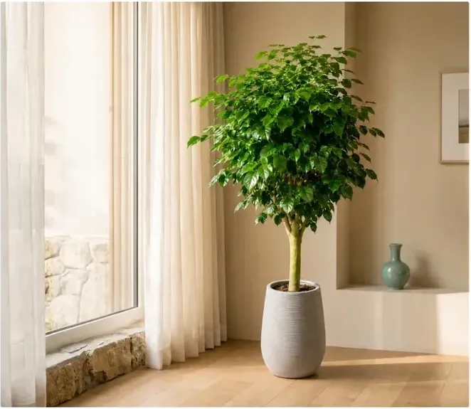 King Benjamin Fig (Ficus benjamina) A