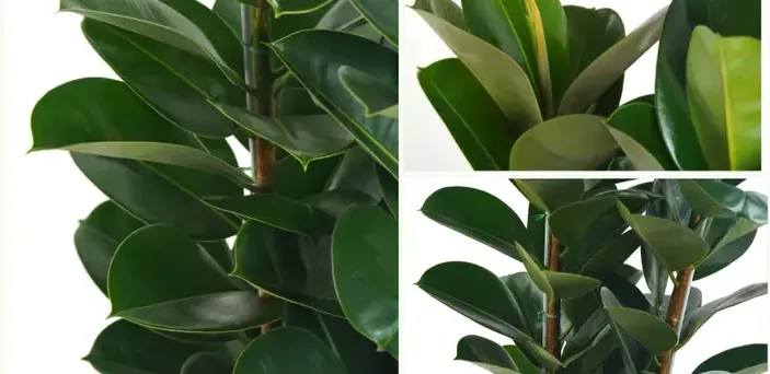 Rubber Plant (Ficus elastica)