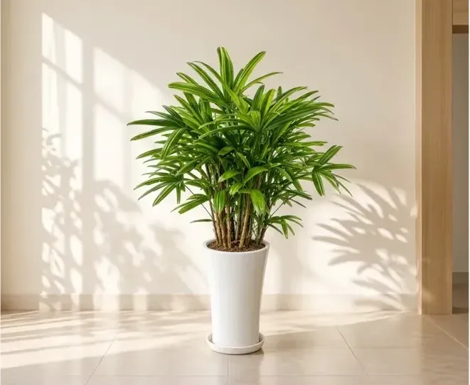 Lady Palm (Rhapis excelsa)