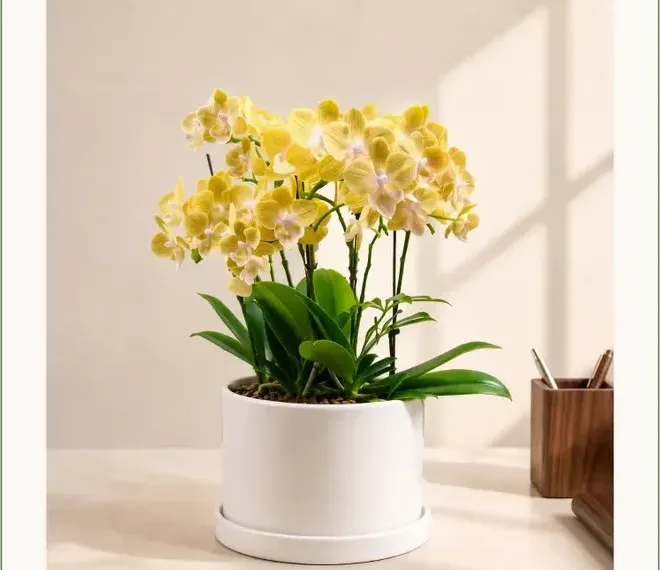 Gold One Orchid