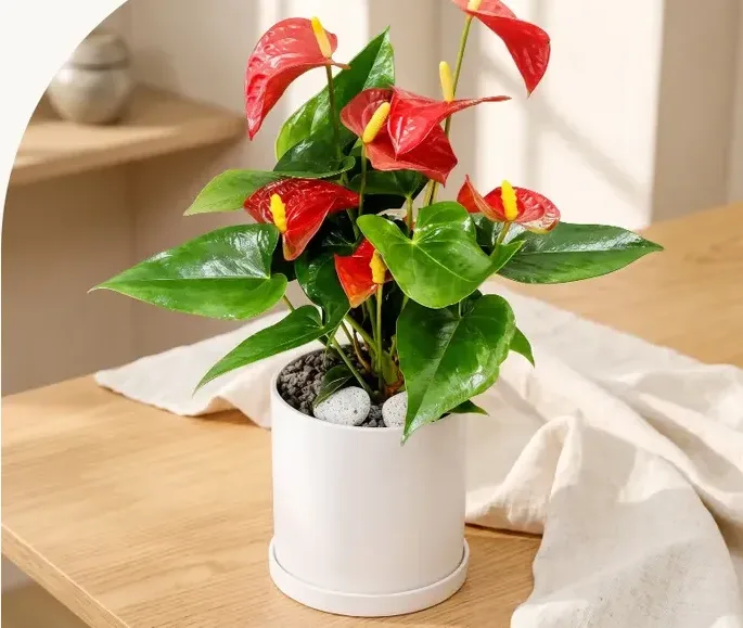 红掌（桌上型）