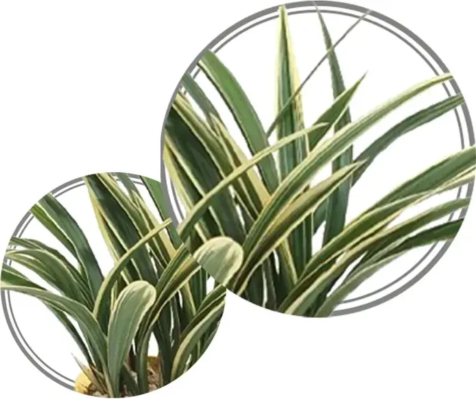 Ilhyanggeum Cymbidium (Gold Carved Pot)