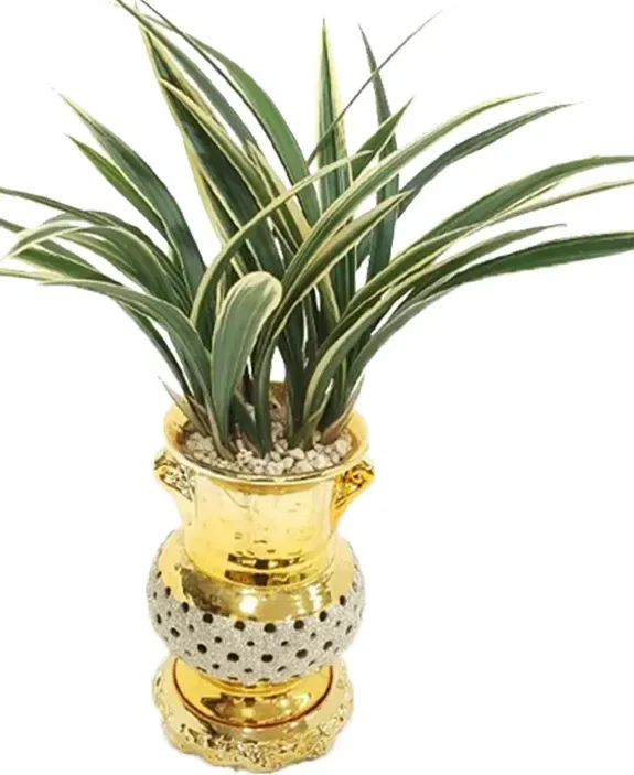 Ilhyanggeum Cymbidium (Gold Carved Pot)