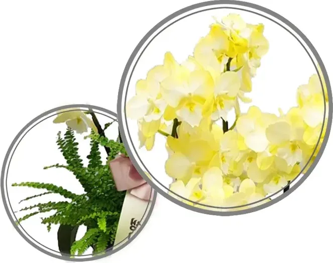 Green Fix Orchid