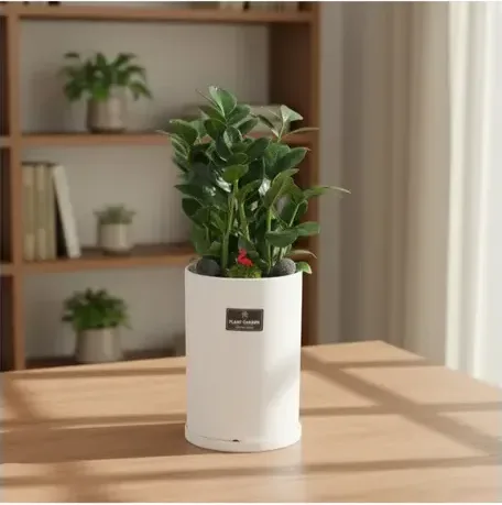 ZZ Plant (Zamioculcas)