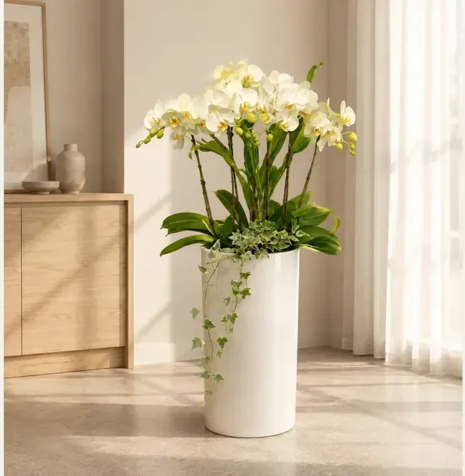 Phalaenopsis Orchid 170