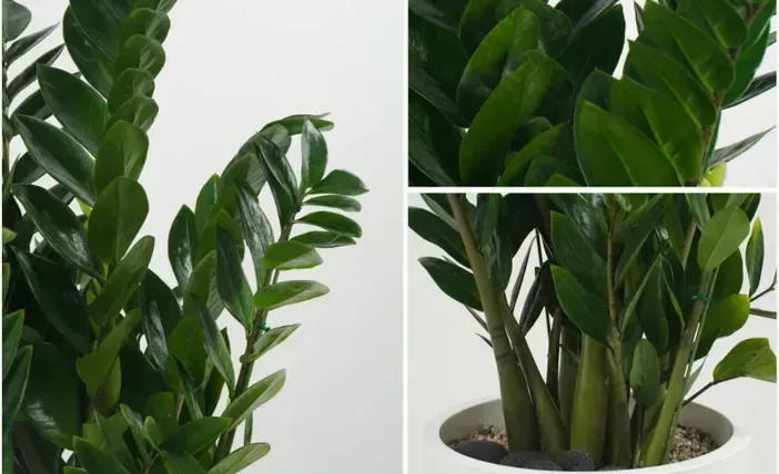 ZZ Plant (Zamioculcas)