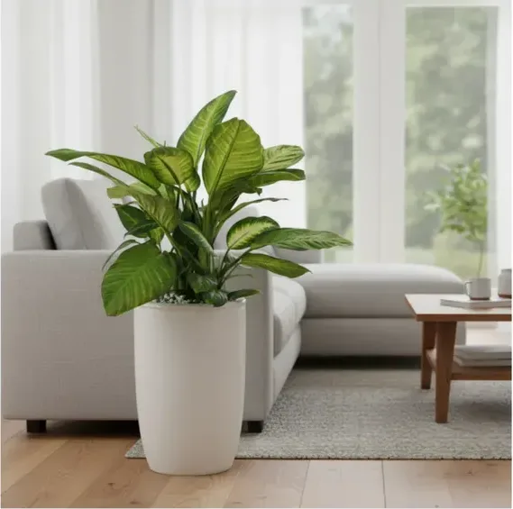 Dieffenbachia Marianne