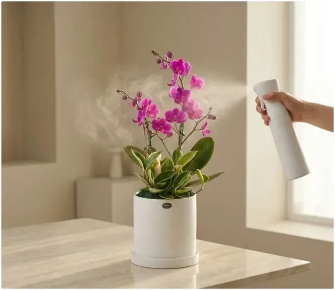Mancheonhong Orchid A