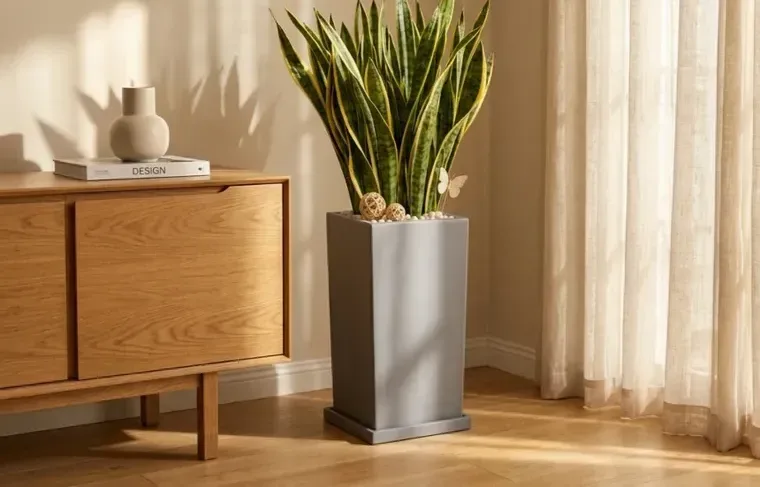 Snake Plant (Sansevieria) A