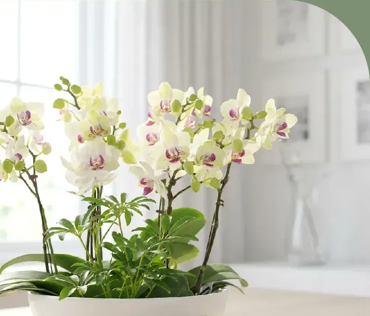 Green Bear Orchid