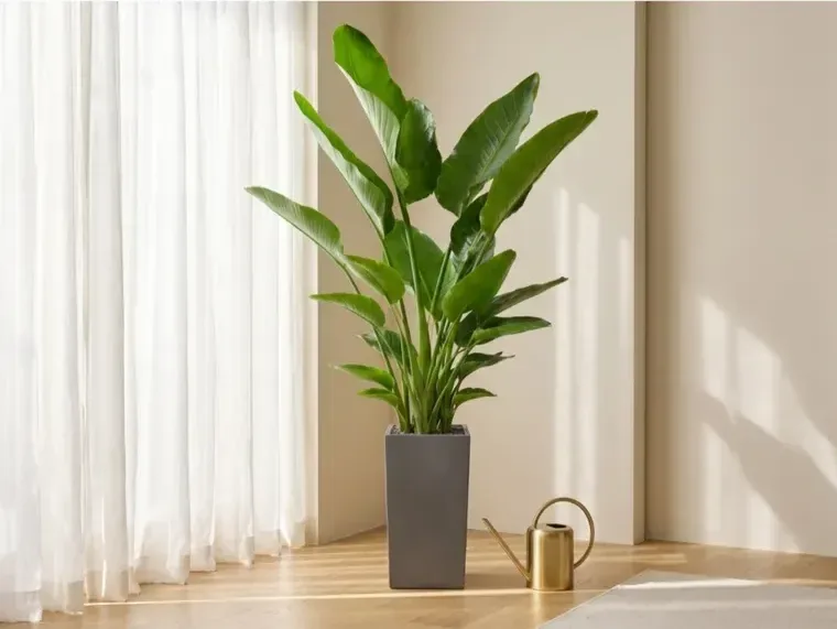 Bird of Paradise (Strelitzia) A
