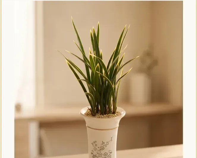 Hwangnyonggeum Cymbidium