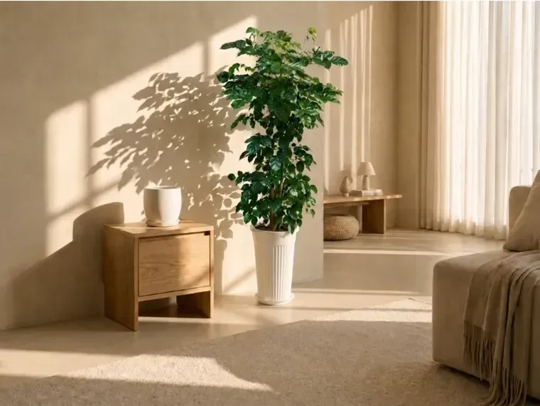 China Doll Plant C