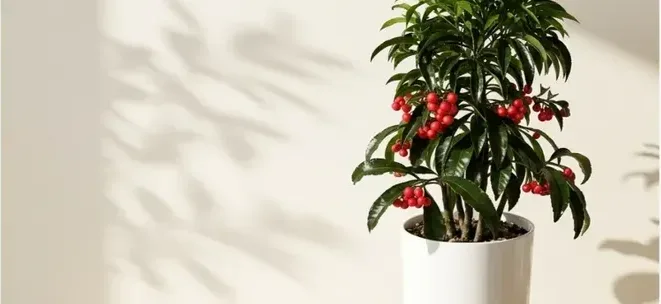 Coral Berry (Ardisia)