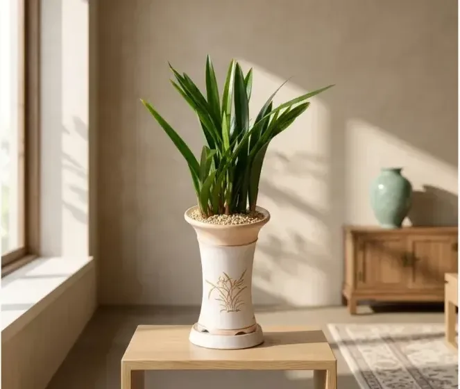 Sancheon Bose Cymbidium (Standard Pot)
