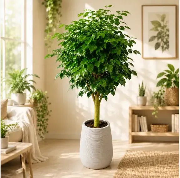 King Benjamin Fig (Ficus benjamina) A