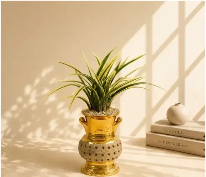 Hwanggeum Ilhyang Cymbidium (Gold Carved Pot)