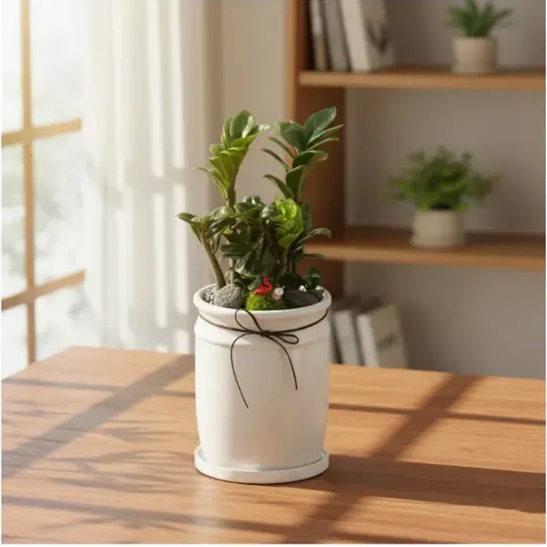Jewel ZZ Plant A