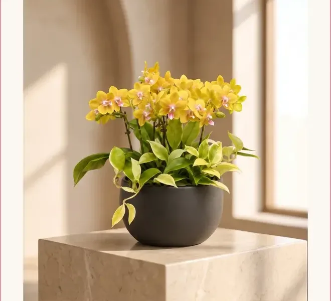 Phalaenopsis Orchid 109