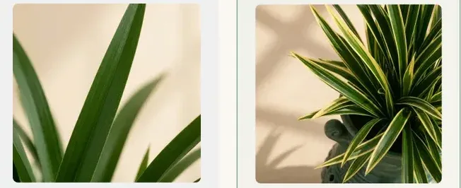 Geumgi Cymbidium (Carved Pot)