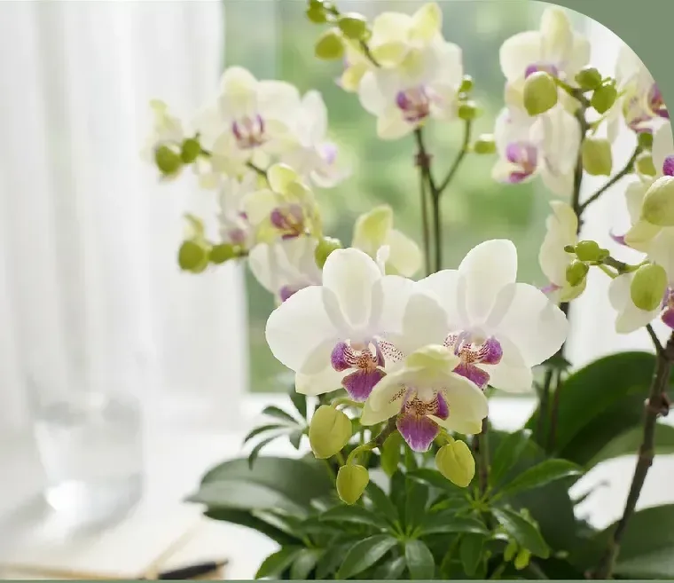 Green Bear Orchid