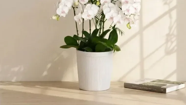 Phalaenopsis Orchid (White)