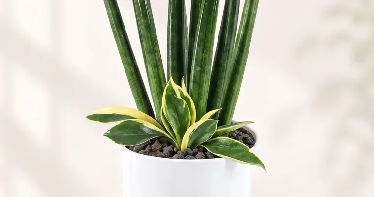 Cylindrical Snake Plant (Table Size)